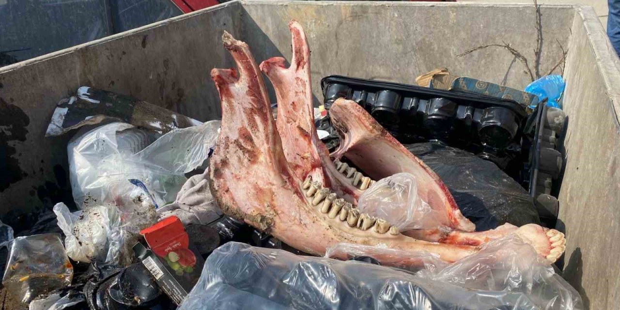 Çöpte eti sıyrılmış tek tırnaklı hayvan kemikleri bulundu