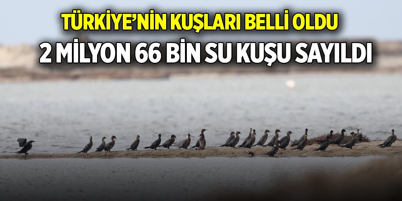 Türkiye’nin kuşları belli oldu; 2 Milyon 66 bin su kuşu sayıldı