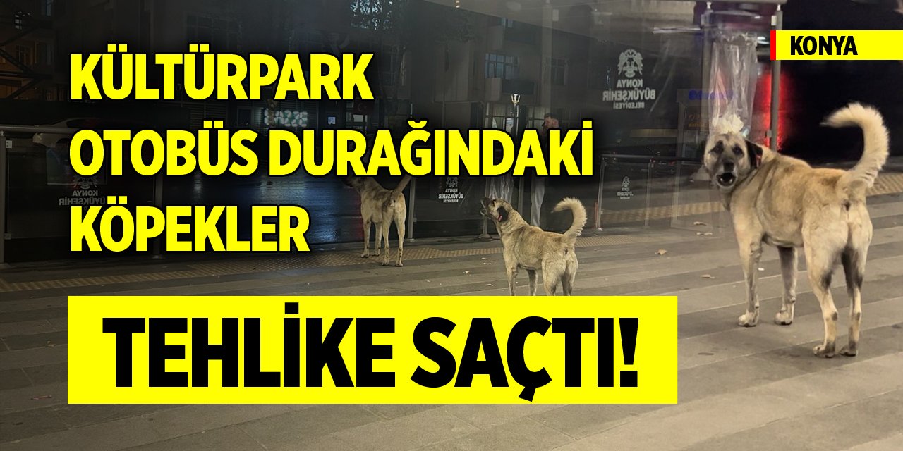 Konya’da otobüs durağındaki köpekler tehlike saçtı!