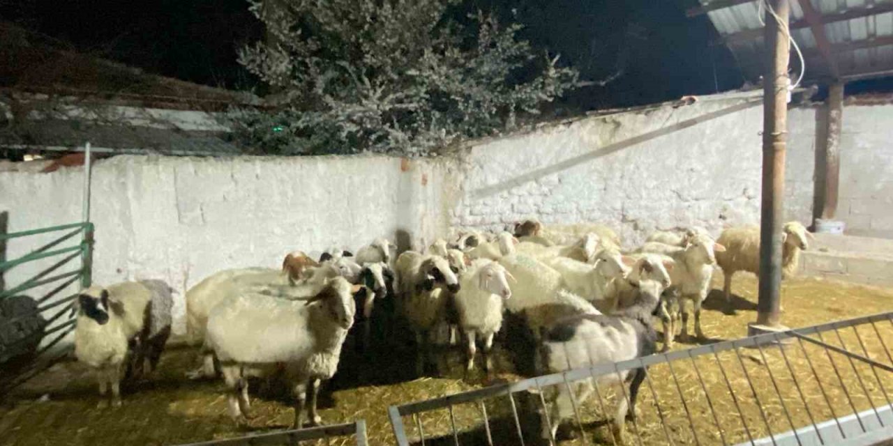 Konya’da 30 koyunu çalan şüpheli bakın kim çıktı