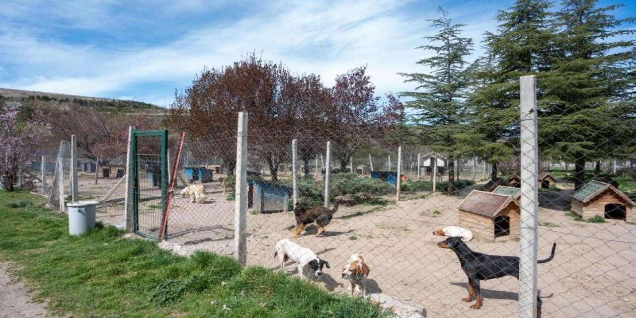 Bahçesinde 180 köpeğe bakan kişiye büyük ceza