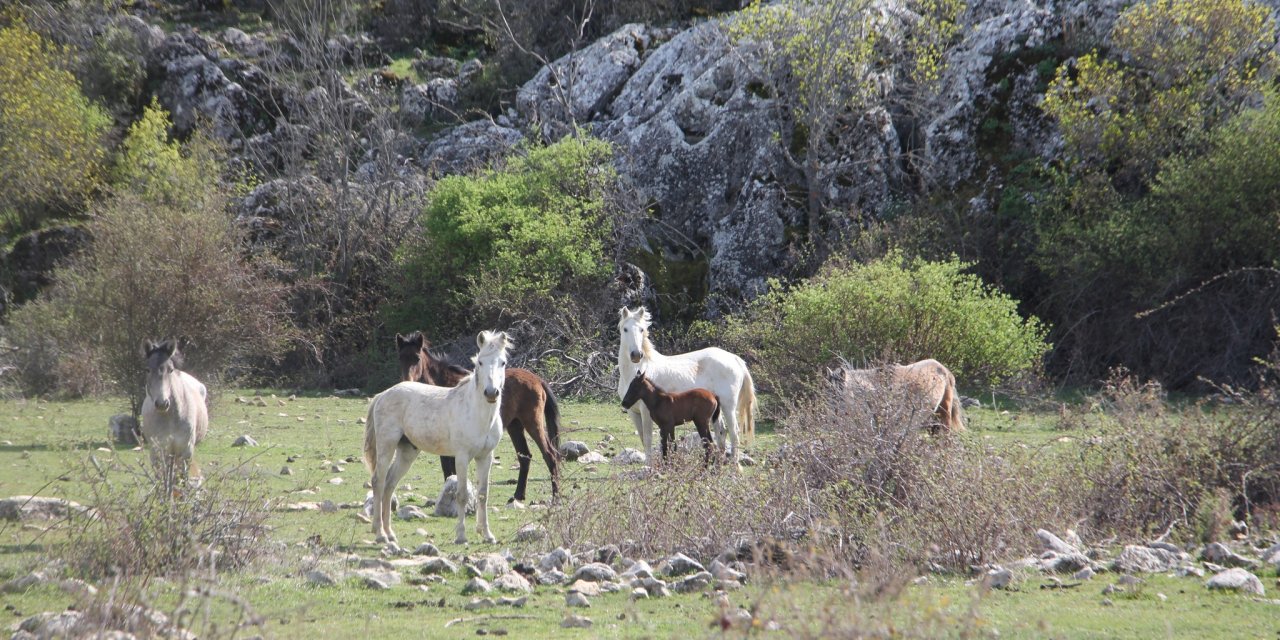 Konya’da yılkı atlarının tayları görüntülendi