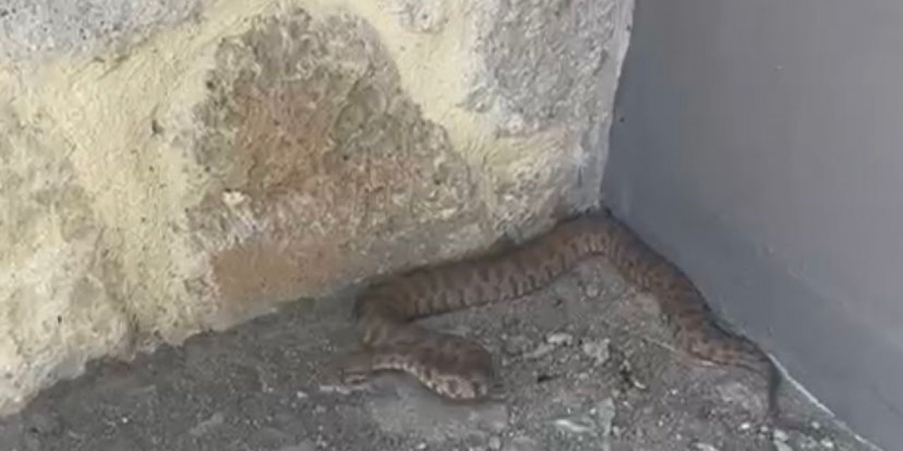 Isırığı hayattan koparıyor: 2 metrelik engerek yılanı görüntülendi