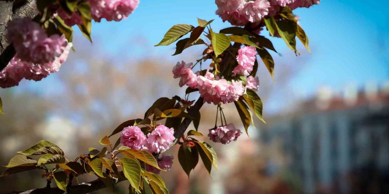 Konya’da sakura ağaçları görenleri hayran bırakıyor