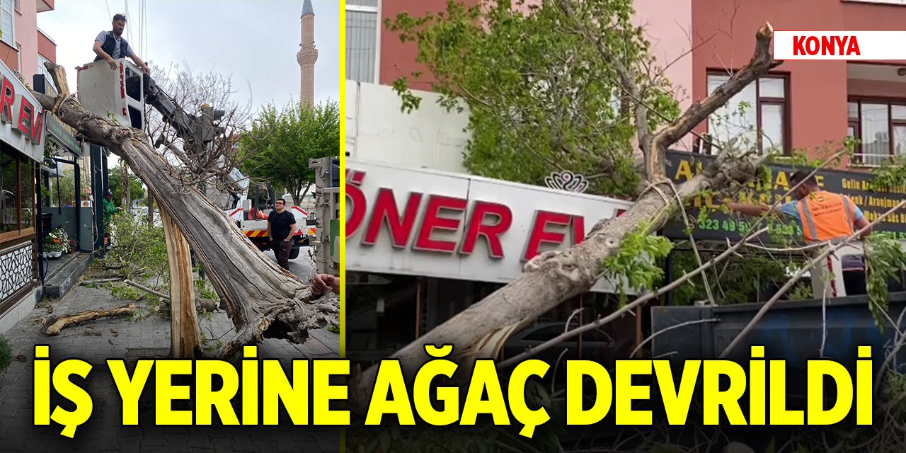 Konya'da kuvvetli fırtına nedeniyle iş yerine ağaç devrildi