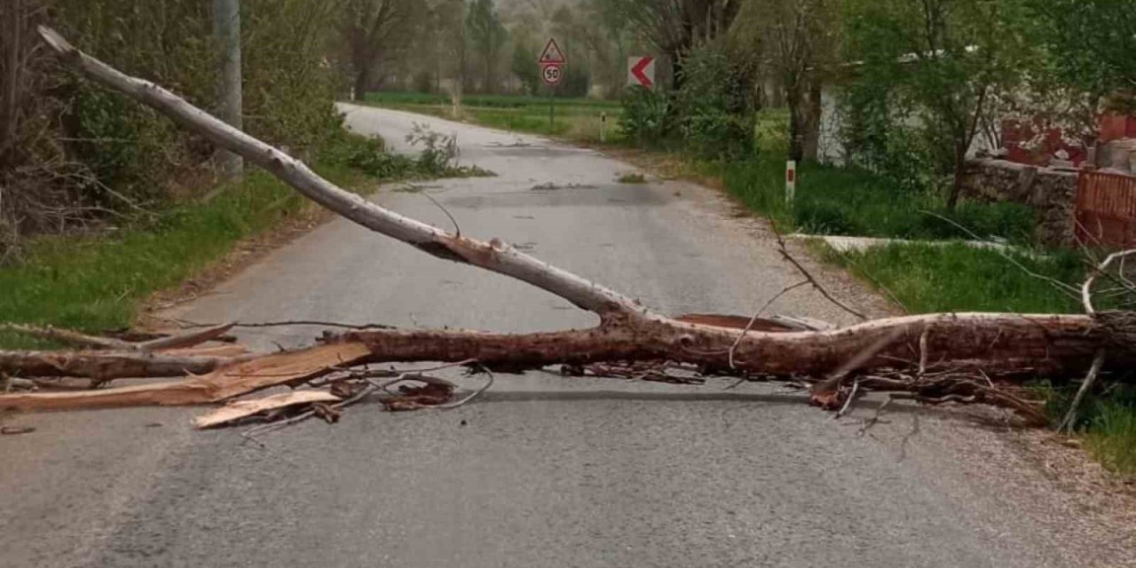 Konya Beyşehir’de devrilen ağaç yolu kapattı