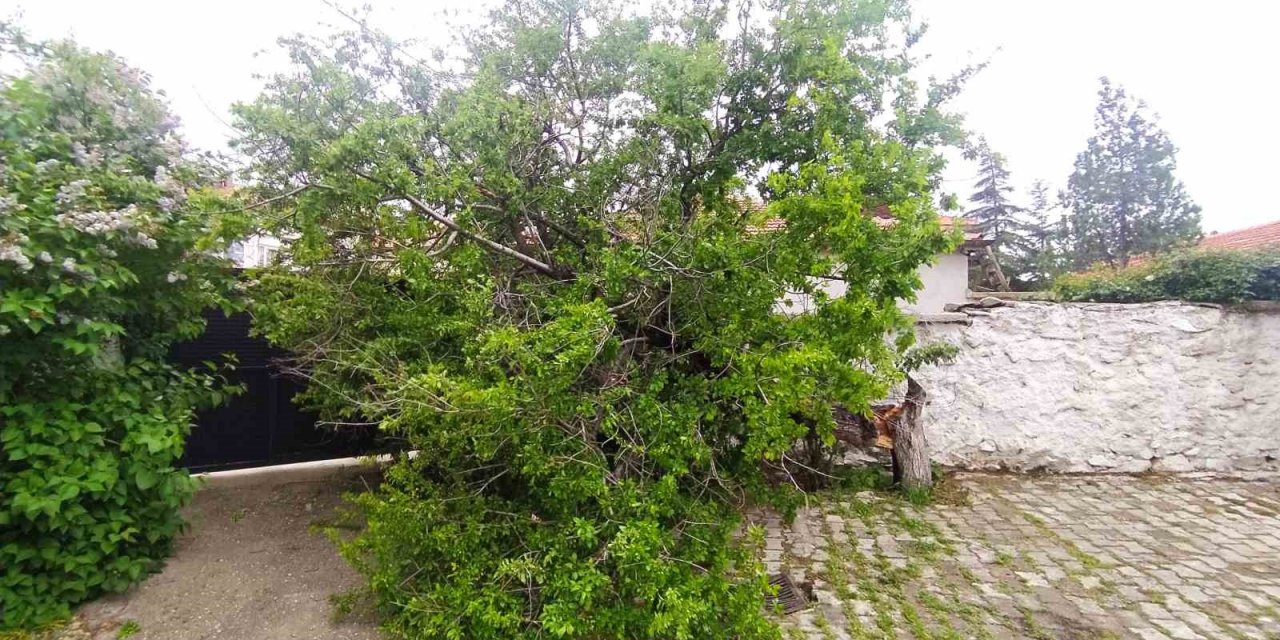 Şiddetli rüzgar Konya Yunak’ta ağaç devirdi