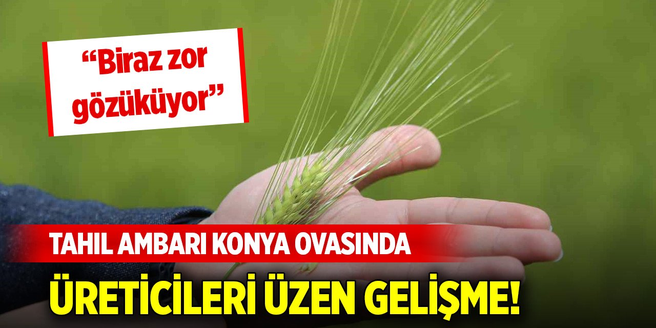 Tahıl ambarı Konya Ovasında üreticileri üzen gelişme!