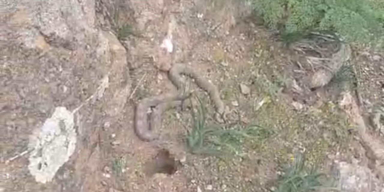 Pancara giden vatandaş çıngıraklı yılanla karşılaştı