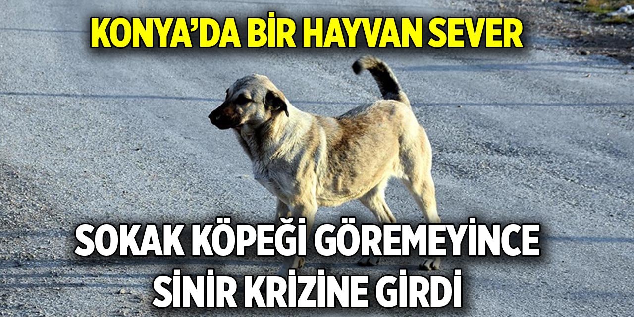 Konya’da bir hayvansever  Sokak köpeği göremeyince sinir krizine girdi