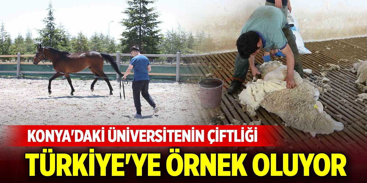 Konya'daki üniversitenin çiftliği Türkiye'ye örnek oluyor