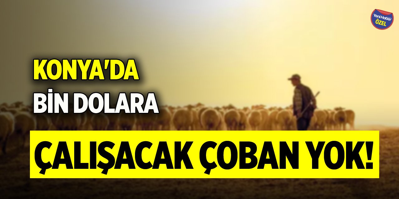 Konya'da bin dolara çalışacak çoban yok!