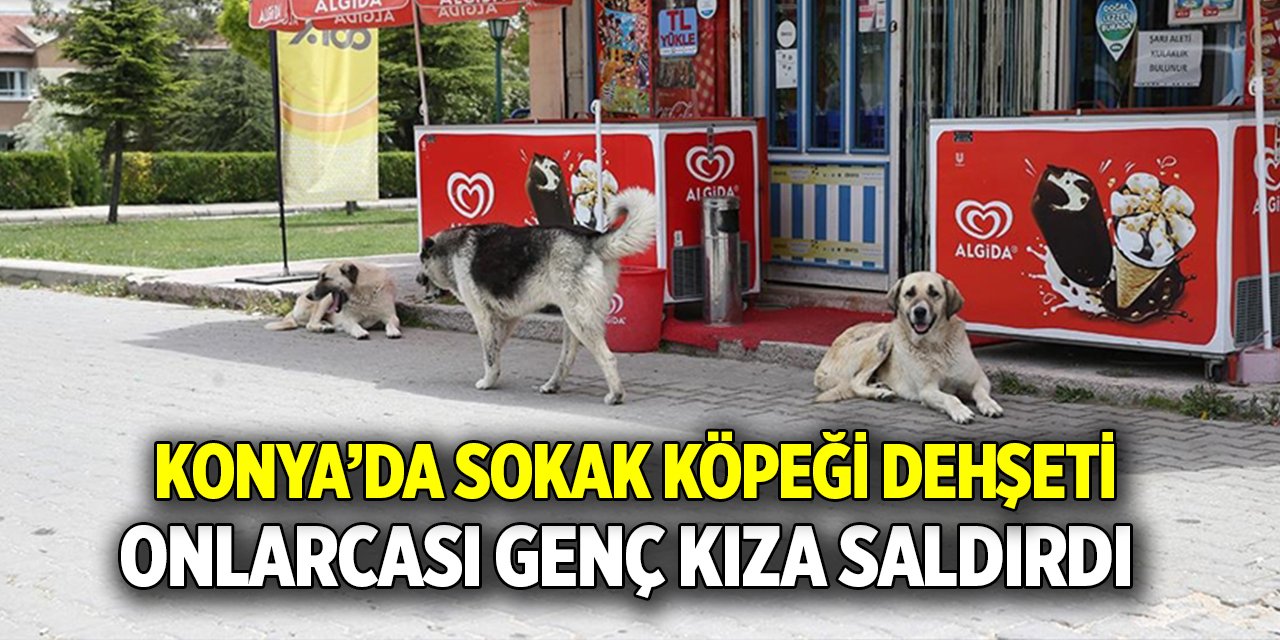 Konya’da sokak köpeği dehşeti; Onlarcası genç kıza saldırdı