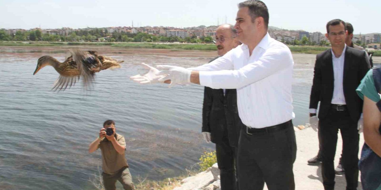 Yaban ördekleri Beyşehir Gölü’ne salındı
