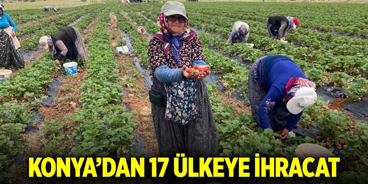 Konya'nın tescilli çileği ilçe halkının önemli geçim kaynağı oldu