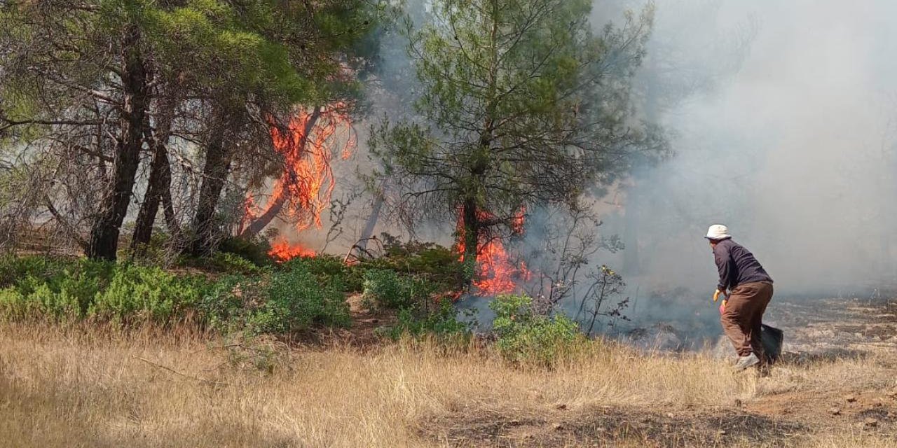 Gaziantep'te orman yangını