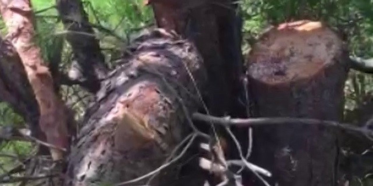 Hurafeye inanıp ağaçları katlediyorlar