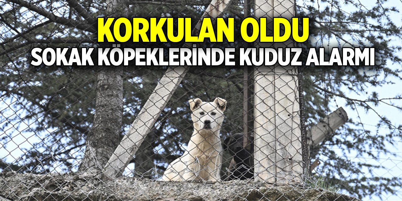 Korkulan oldu  Sokak köpeklerinde kuduz alarmı