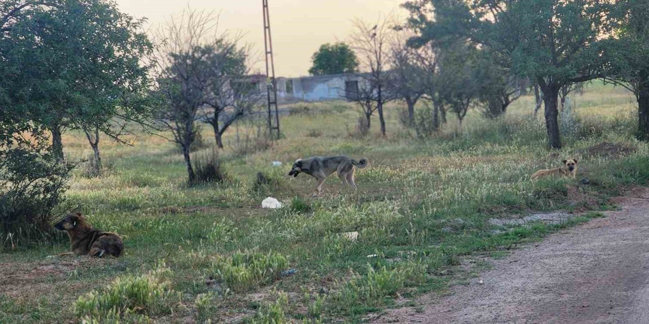 Ankara'da başıboş köpekler 4 koyunu telef etti