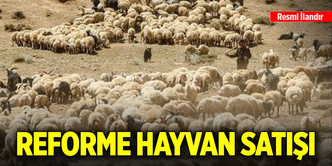 Reforme hayvan satışı