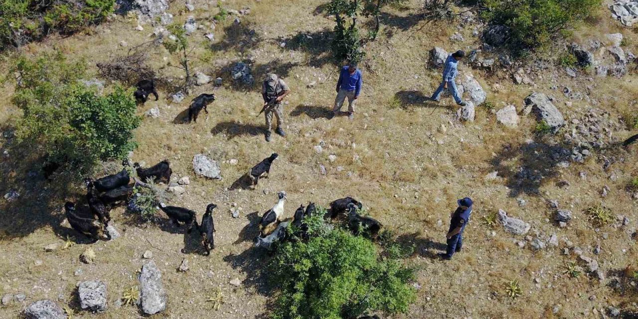 Jandarma kaybolan sürüyü dron ile buldu