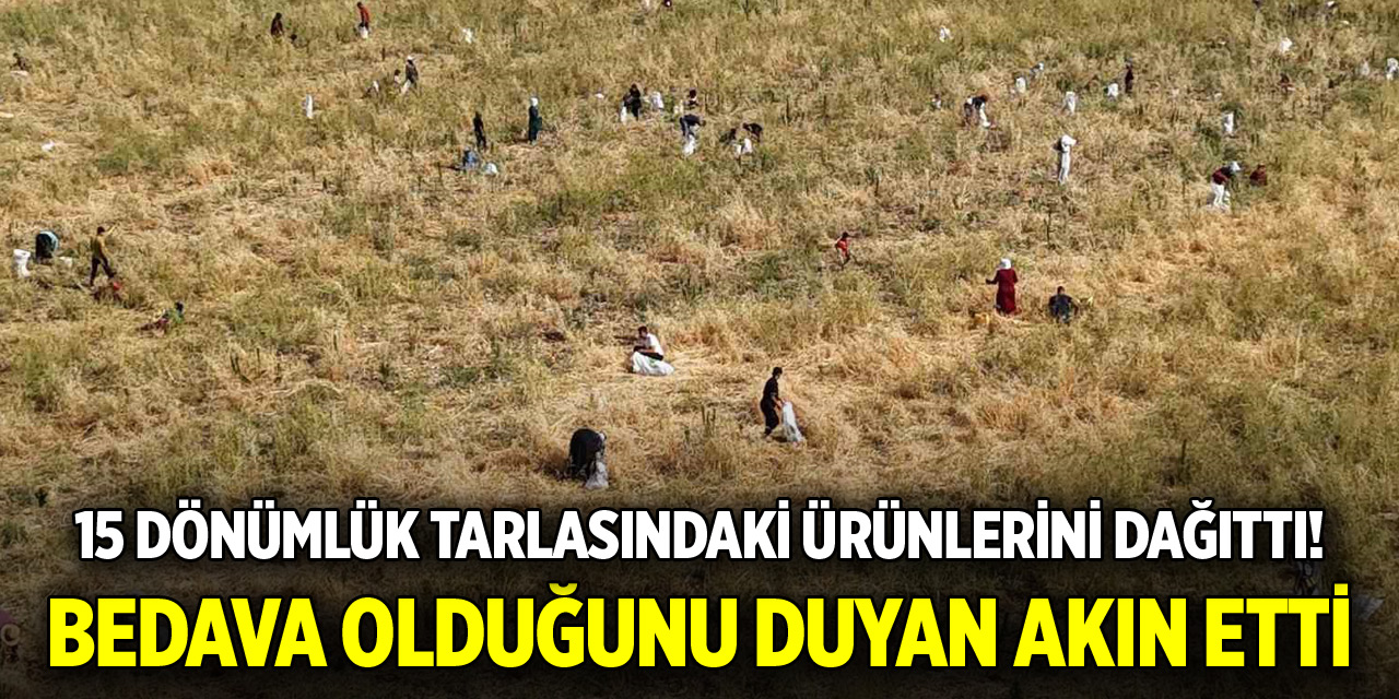 15 dönümlük tarlasındaki ürünlerini dağıttı! Bedava olduğunu duyan akın etti