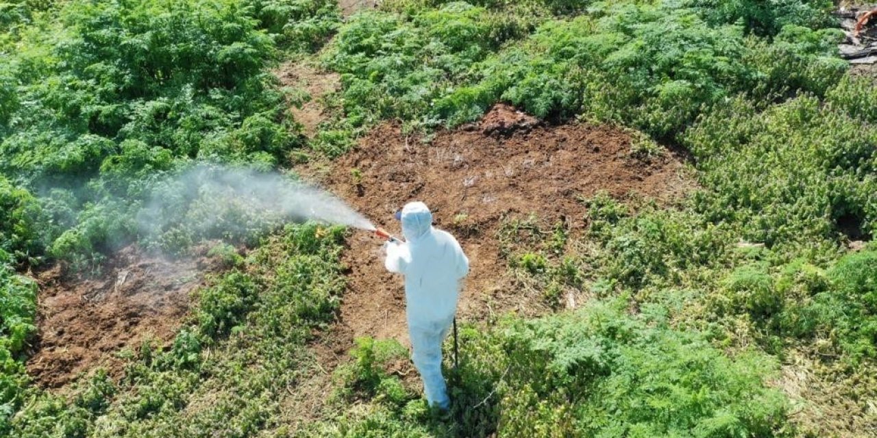 Aşırı sıcaklarda ortaya çıktılar! Uzman uyardı