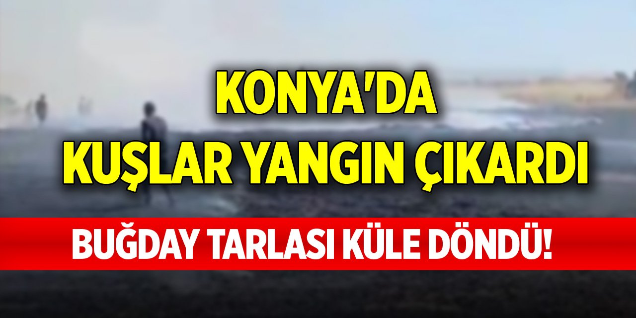 Konya'da kuşlar yangın çıkardı, buğday tarlası küle döndü!