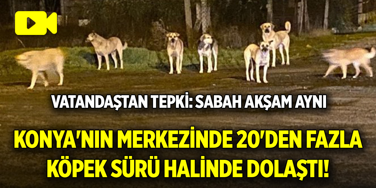 Konya'nın merkezinde 20'den fazla köpek sürü halinde dolaştı! Vatandaştan tepki: Sabah akşam aynı