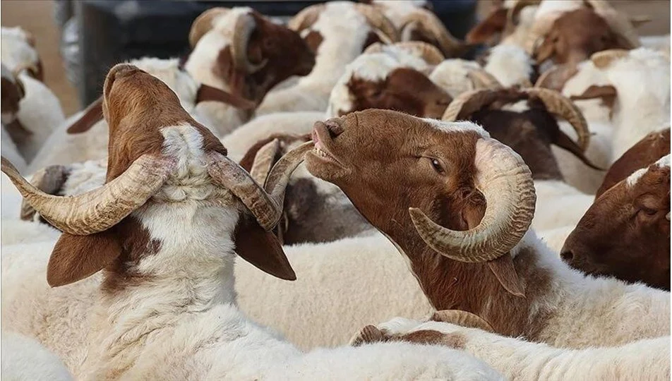 Kurban Bayramında 1 milyon 655 bin TL ceza kesildi