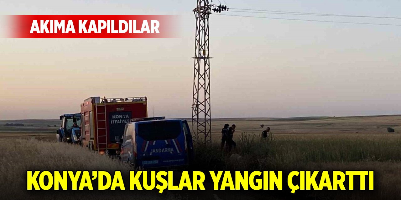 Konya'da elektrik akımına kapılan kuşlar yangına neden oldu