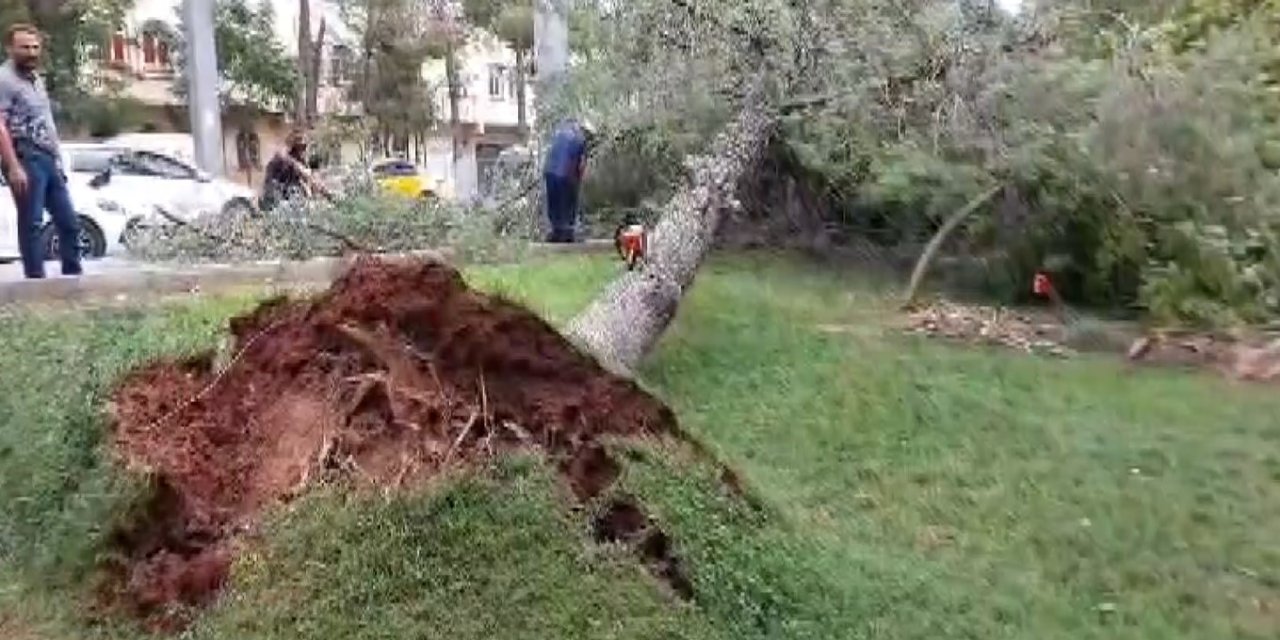 Şiddetli rüzgar ağaçları kökünden söktü