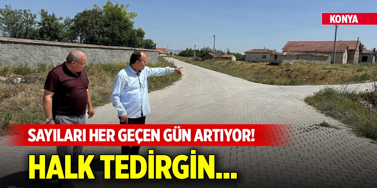 Konya'da 6 ilçe diken üstünde... Sayıları her geçen gün artıyor! Halk tedirgin...