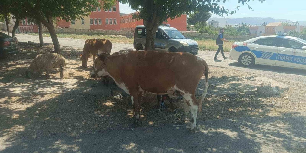 Başıboş hayvanların sahiplerine ceza kesildi