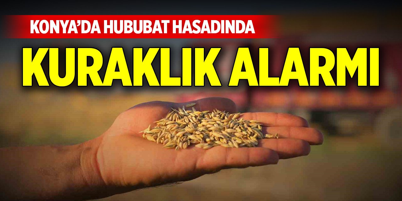 Konya’da hububat hasadında kuraklık alarmı