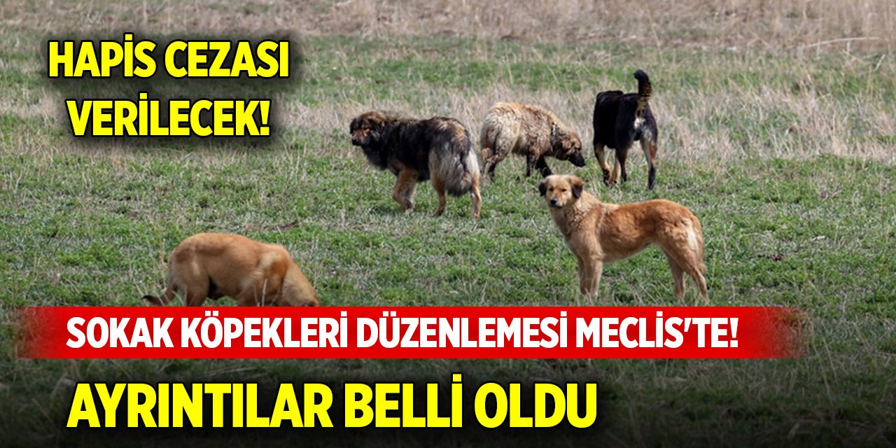 Sokak köpekleri düzenlemesi Meclis'te! İşte AK Parti'nin teklifi