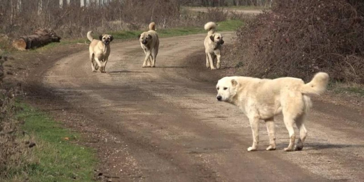 Sahipsiz hayvanlara yönelik düzenlemeler içeren kanun Resmi Gazete'de