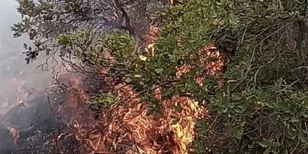 Aksaray’da anız yangını ormanlık alana sıçradı