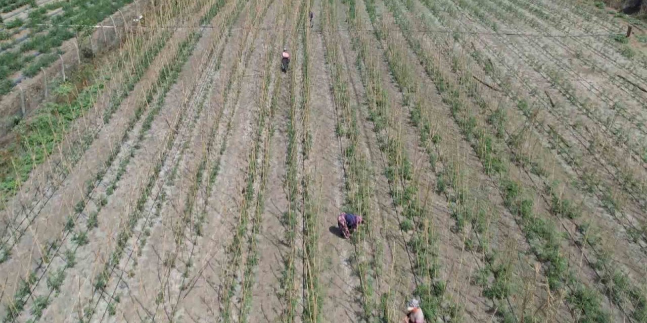İstanbul bu tarlaya akın ediyor!
