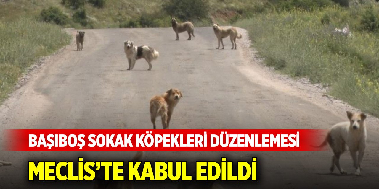 Sahipsiz köpek düzenlemesi TBMM'den geçerek yasalaştı! Belediye Başkanlarına ceza!