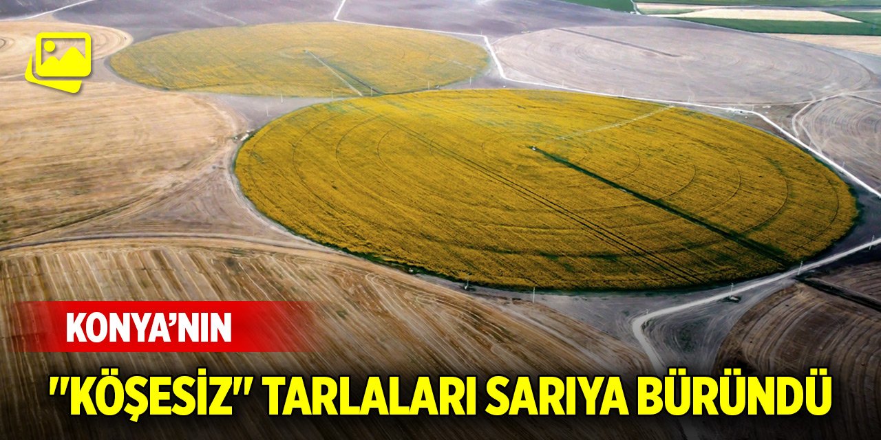 Konya'nın "köşesiz" tarlaları sarıya büründü