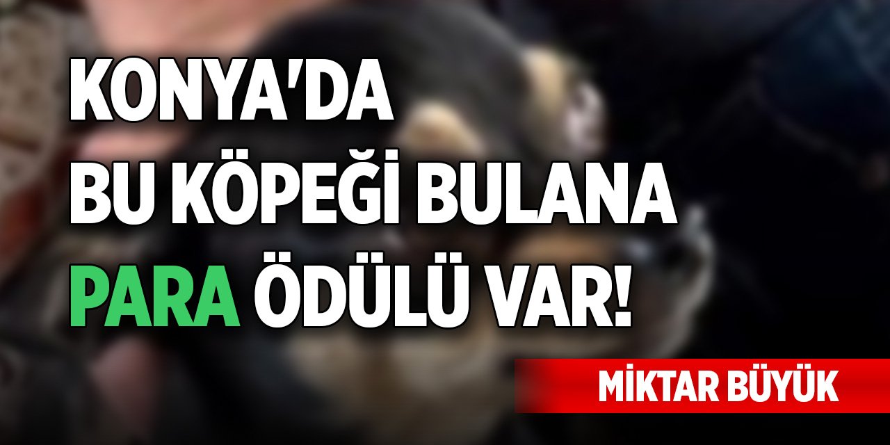 Konya'da bu köpeği bulana para ödülü var! Miktar büyük