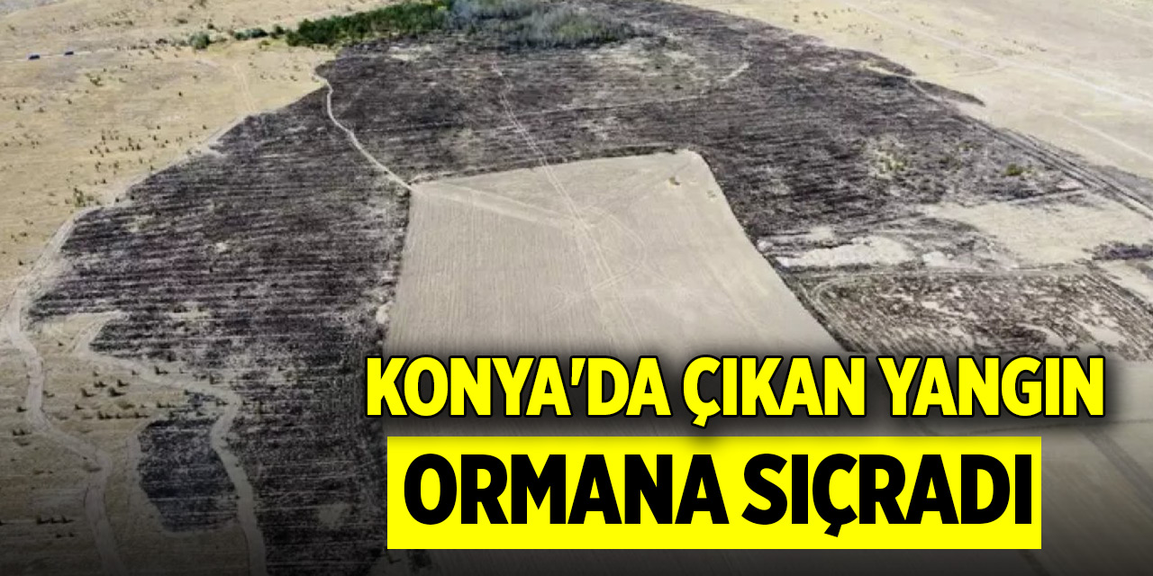 Konya'da çıkan yangın ormana sıçradı