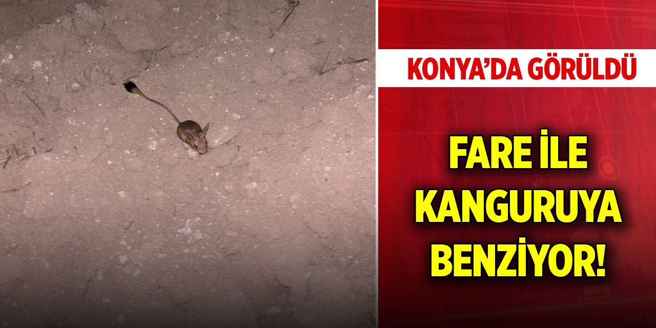 Konya'da görüldü... Fare de değil kanguru da!