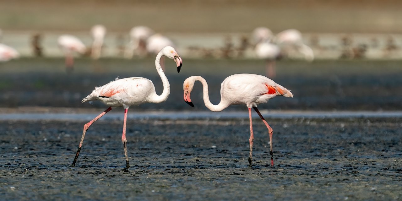 Tuz Gölü, 5 bin yavru flamingoya ev sahipliği yapıyor