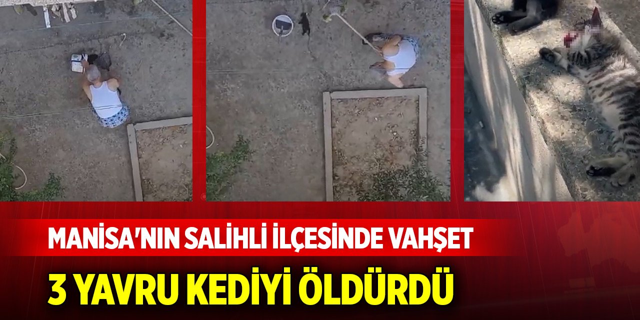 Manisa'nın Salihli ilçesinde vahşet: 3 yavru kediyi fırça sapıyla öldürdü