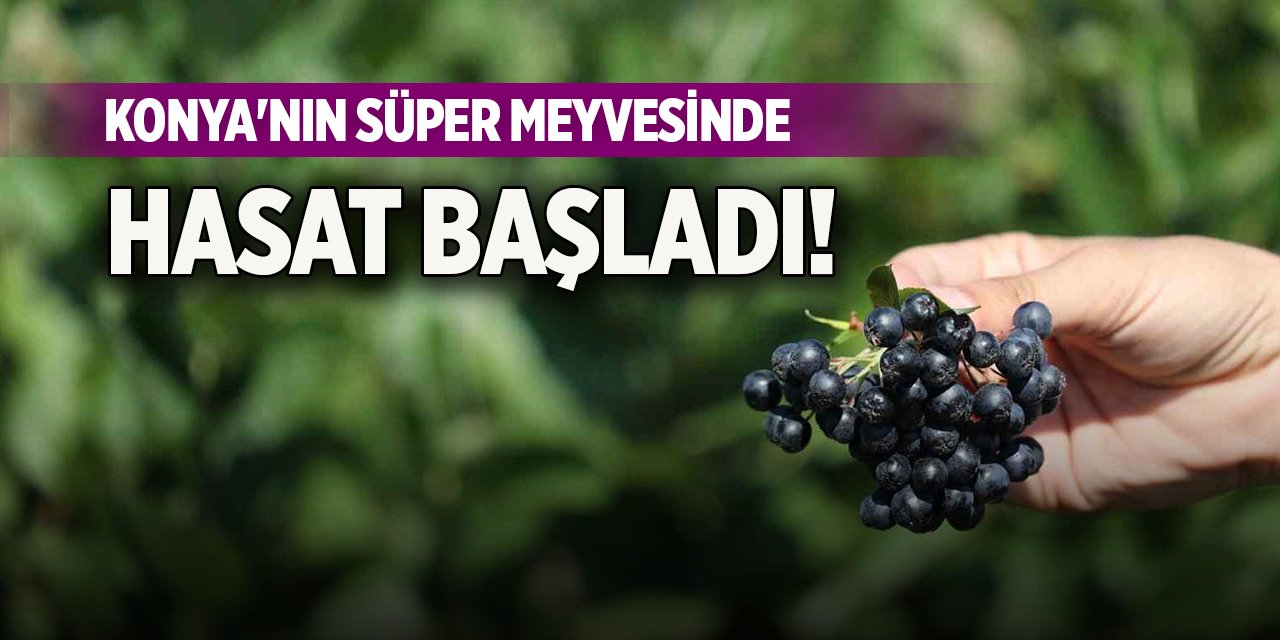 Konya'nın süper meyvesinde hasat başladı!