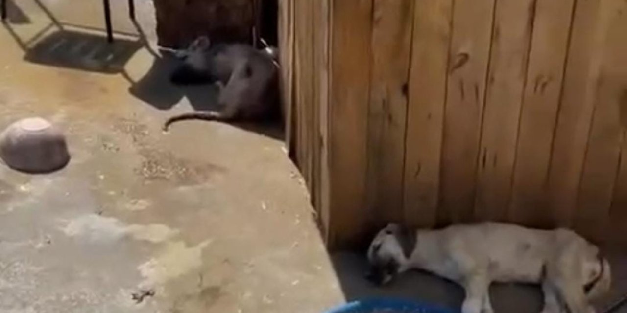 Ankara'da 5 köpek ölü bulundu