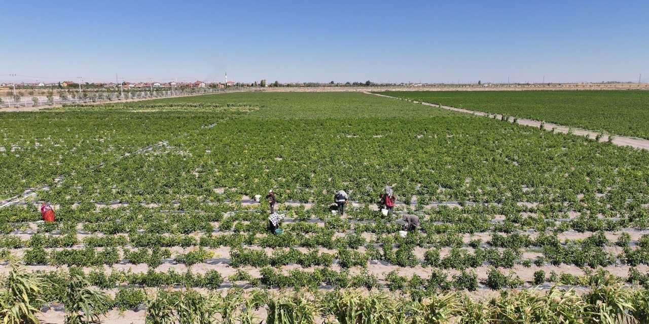 Karatay Belediyesi, ata yadigarına sahip çıkıyor