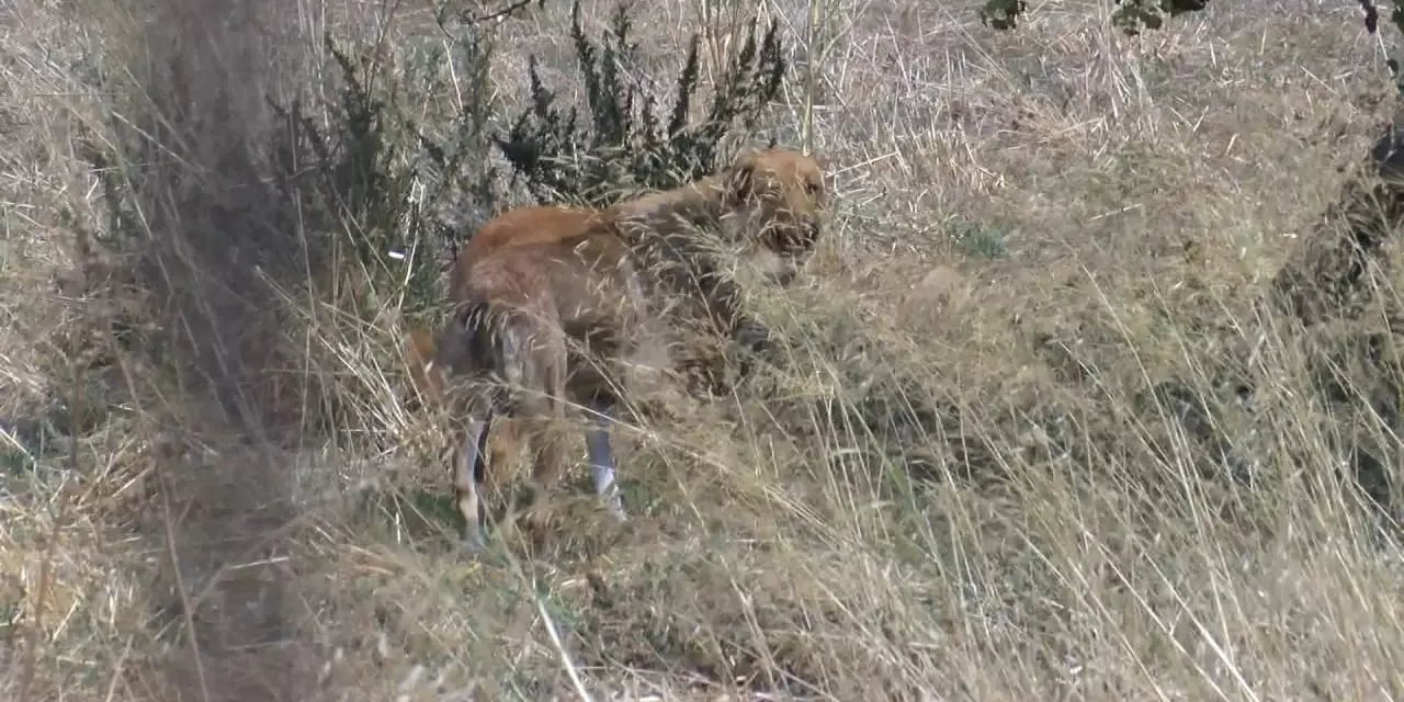 Korkunç ölüm! Çok sayıda başıboş sokak köpeği genç adamı parçaladı